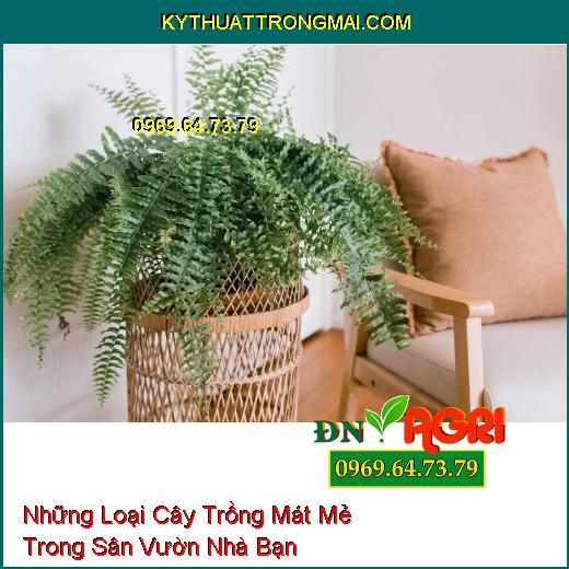 Những Loại Cây Trồng Mát Mẻ Trong Sân Vườn Nhà Bạn