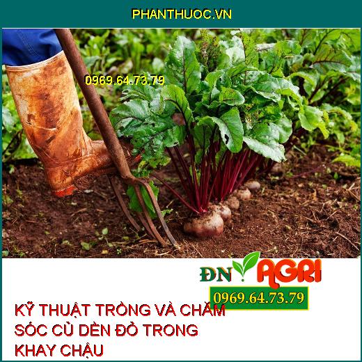 KỸ THUẬT TRỒNG VÀ CHĂM SÓC CỦ DỀN ĐỎ TRONG KHAY CHẬU 