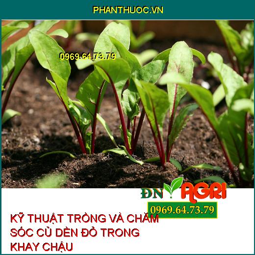 KỸ THUẬT TRỒNG VÀ CHĂM SÓC CỦ DỀN ĐỎ TRONG KHAY CHẬU 