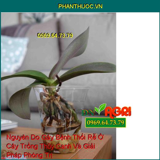 Nguyên Do Gây Bệnh Thối Rễ Ở Cây Trồng Thủy Canh Và Giải Pháp Phòng Trị