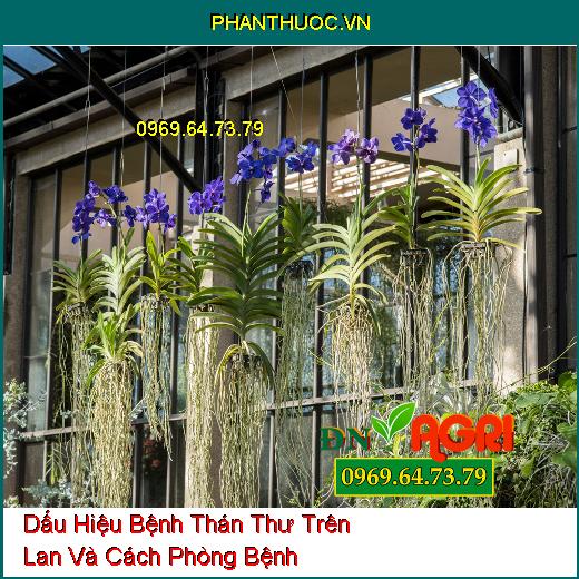 Dấu Hiệu Bệnh Thán Thư Trên Lan Và Cách Phòng Bệnh