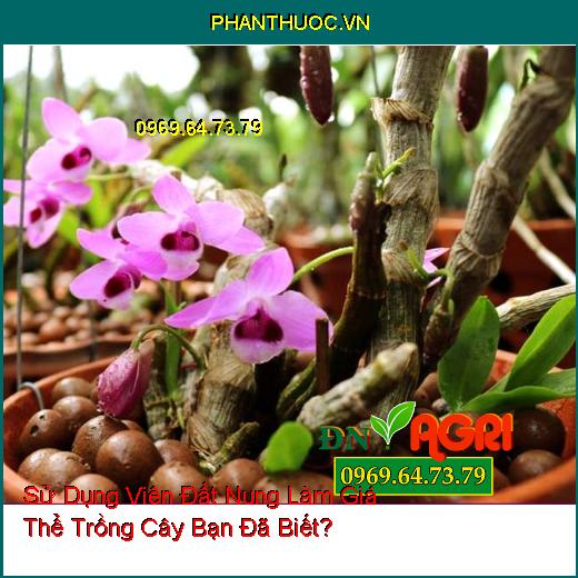 Sử Dụng Viên Đất Nung Làm Giá Thể Trồng Cây Bạn Đã Biết?