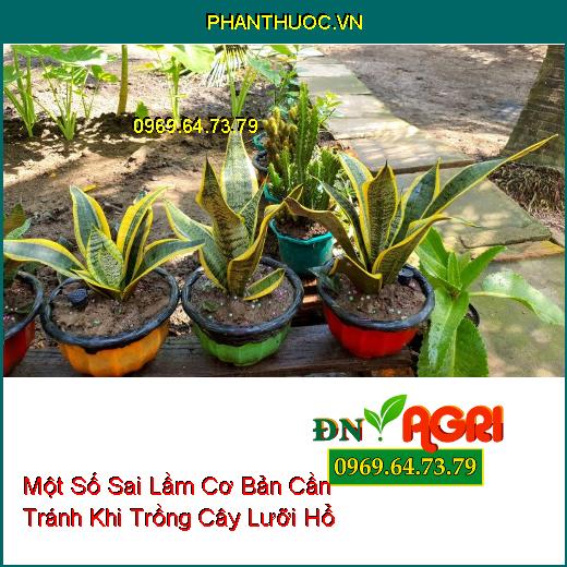 Một Số Sai Lầm Cơ Bản Cần Tránh Khi Trồng Cây Lưỡi Hổ Bạn Đã Biết?