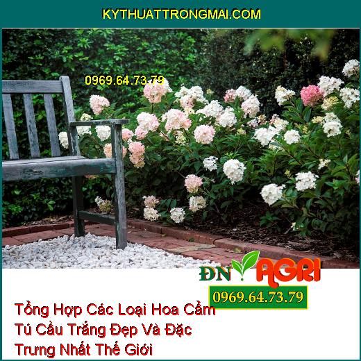 Tổng Hợp Các Loại Hoa Cẩm Tú Cầu Trắng Đẹp Và Đặc Trưng Nhất Thế Giới 