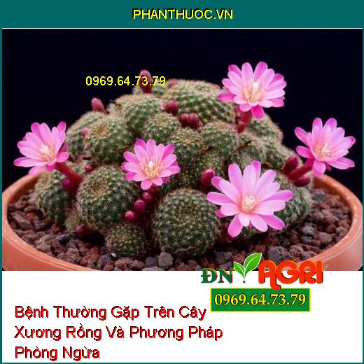 Bệnh Thường Gặp Trên Cây Xương Rồng Và Phương Pháp Phòng Ngừa