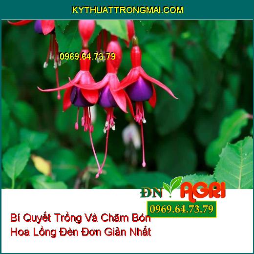 Bí Quyết Trồng Và Chăm Bón Hoa Lồng Đèn Đơn Giản Nhất