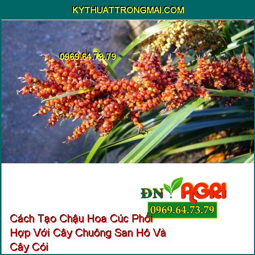 Cách Tạo Chậu Hoa Cúc Phối Hợp Với Cây Chuông San Hô Và Cây Cói 