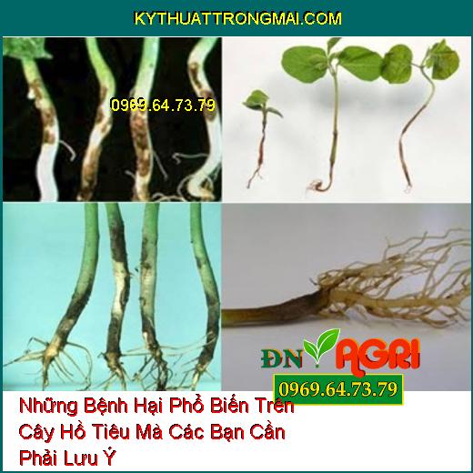 Những Bệnh Hại Phổ Biến Trên Cây Hồ Tiêu Mà Các Bạn Cần Phải Lưu Ý