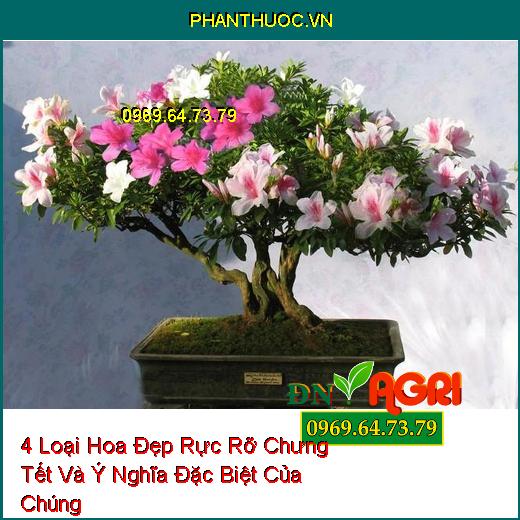 4 Loại Hoa Đẹp Rực Rỡ Chưng Tết Và Ý Nghĩa Đặc Biệt Của Chúng