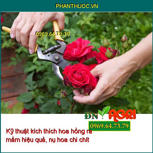 Những kỹ thuật kích thích hoa hồng ra mầm hiệu quả, nụ hoa chi chít