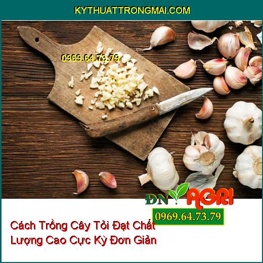 Cách Trồng Cây Tỏi Đạt Chất Lượng Cao Cực Kỳ Đơn Giản