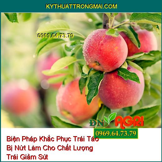 Biện Pháp Khắc Phục Trái Táo Bị Nứt Làm Cho Chất Lượng Trái Giảm Sút