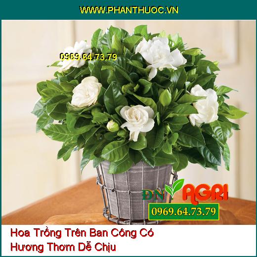 3 Loại Hoa Trồng Trên Ban Công Hương Thơm Dễ Chịu Nhất