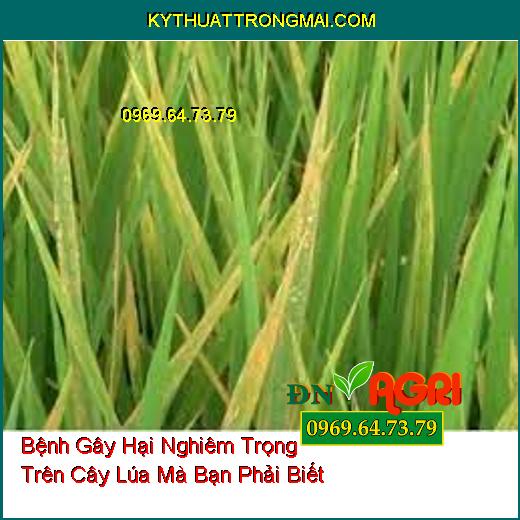 Bệnh Gây Hại Nghiêm Trọng Trên Cây Lúa Mà Bạn Phải Biết