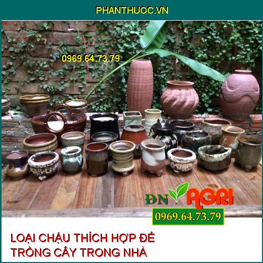 5 loại chậu tốt nhất và thích hợp nhất để trồng cây trong nhà