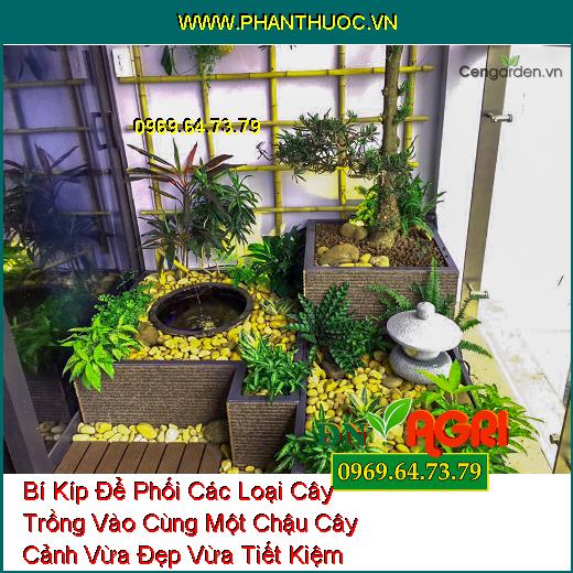 Bí Kíp Để Phối Các Loại Cây Trồng Vào Cùng Một Chậu Cây Cảnh Vừa Đẹp Vừa Tiết Kiệm Không Gian