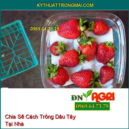 Chia Sẽ Cách Trồng Dâu Tây Tại Nhà