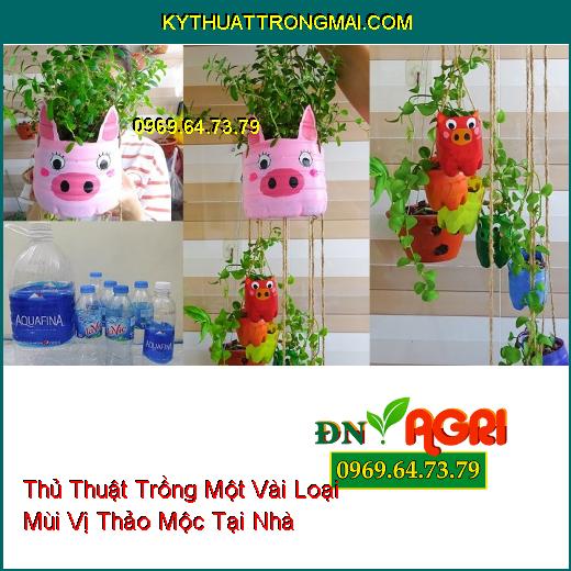 Một Vài Loại Mùi Vị Thảo Mộc