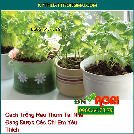 Cách Trồng Rau Thơm Tại Nhà Đang Được Các Chị Em Yêu Thích