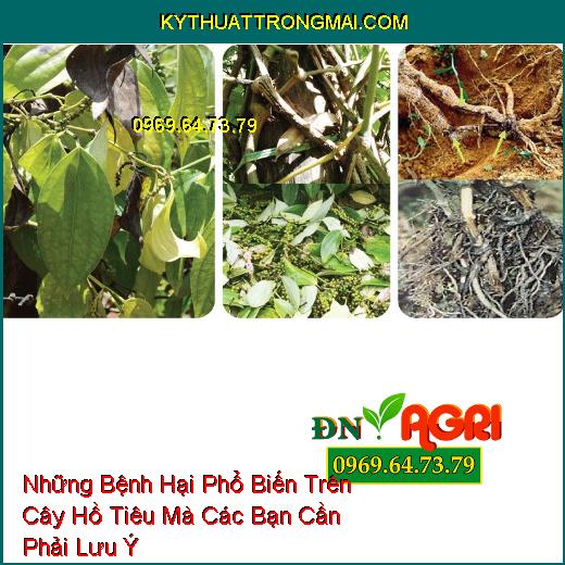 Những Bệnh Hại Phổ Biến Trên Cây Hồ Tiêu Mà Các Bạn Cần Phải Lưu Ý