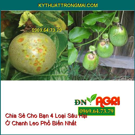 Chia Sẻ Cho Bạn 4 Loại Sâu Hại Ở Chanh Leo Phổ Biến Nhất