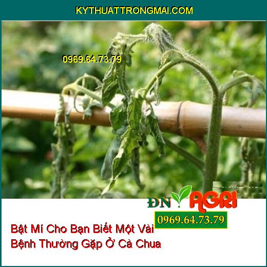 Bật Mí Cho Bạn Biết Một Vài Bệnh Thường Gặp Ở Cà Chua