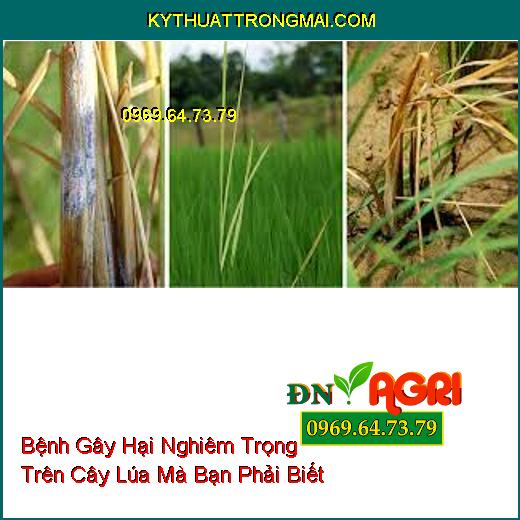 Bệnh Gây Hại Nghiêm Trọng Trên Cây Lúa Mà Bạn Phải Biết