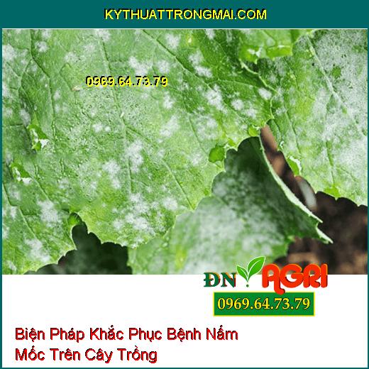 Biện Pháp Khắc Phục Bệnh Nấm Mốc Trên Cây Trồng Hiệu Quả Nhất Hiện Nay