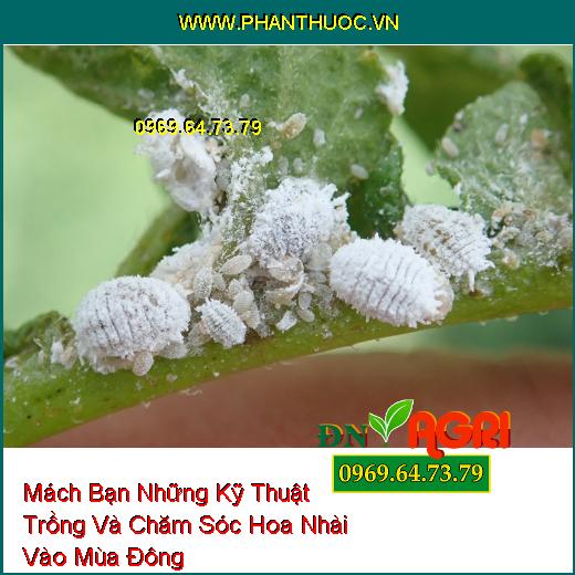 Mách Bạn Những Kỹ Thuật Trồng Và Chăm Sóc Hoa Nhài Vào Mùa Đông