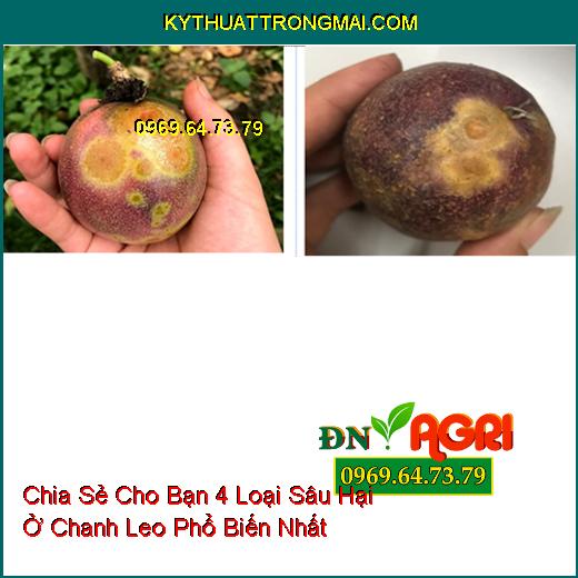 Chia Sẻ Cho Bạn 4 Loại Sâu Hại Ở Chanh Leo Phổ Biến Nhất