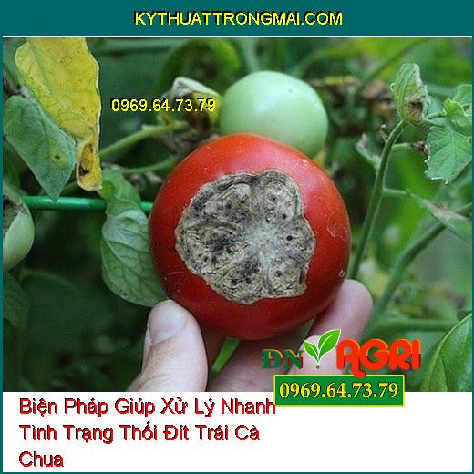 Biện Pháp Giúp Xử Lý Nhanh Tình Trạng Thối Đít Trái Cà Chua