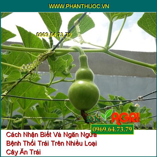 Cách Nhận Biết Và Ngăn Ngừa Bệnh Thối Trái Trên Nhiều Loại Cây Ăn Trái