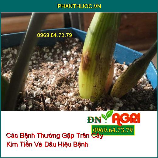 Các Bệnh Thường Gặp Trên Cây Kim Tiền Và Dấu Hiệu Bệnh