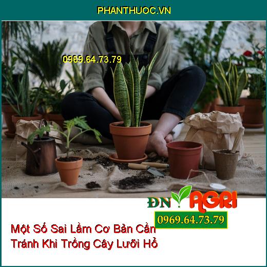 Một Số Sai Lầm Cơ Bản Cần Tránh Khi Trồng Cây Lưỡi Hổ Bạn Đã Biết?