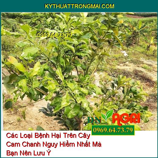 Các Loại Bệnh Hại Trên Cây Cam Chanh Nguy Hiểm Nhất Mà Bạn Nên Lưu Ý