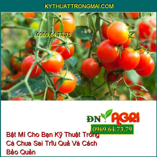 Bật Mí Cho Bạn Kỹ Thuật Trồng Cà Chua Sai Trĩu Quả Và Cách Bảo Quản