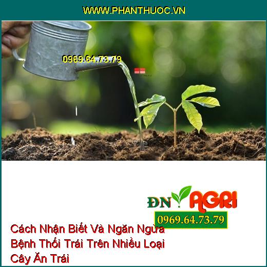 Cách Nhận Biết Và Ngăn Ngừa Bệnh Thối Trái Trên Nhiều Loại Cây Ăn Trái