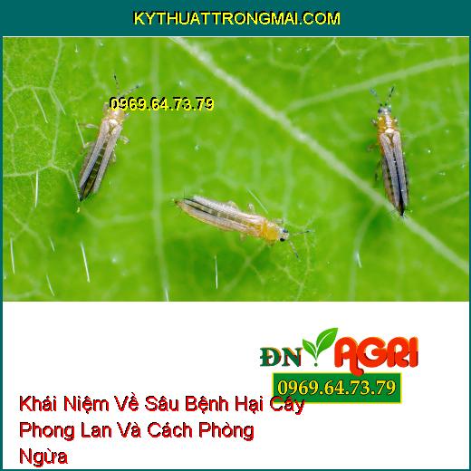 Khái Niệm Về Sâu Bệnh Hại Cây Phong Lan Và Cách Phòng Ngừa