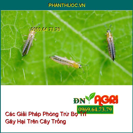 Các Giải Pháp Phòng Trừ Bọ Trĩ Gây Hại Trên Cây Trồng