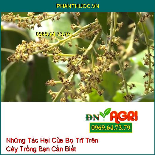 Những Tác Hại Của Bọ Trĩ Trên Cây Trồng Bạn Cần Biết