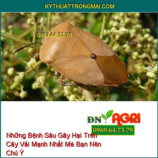 Những Bệnh Sâu Gây Hại Trên Cây Vải Mạnh Nhất Mà Bạn Nên Chú Ý