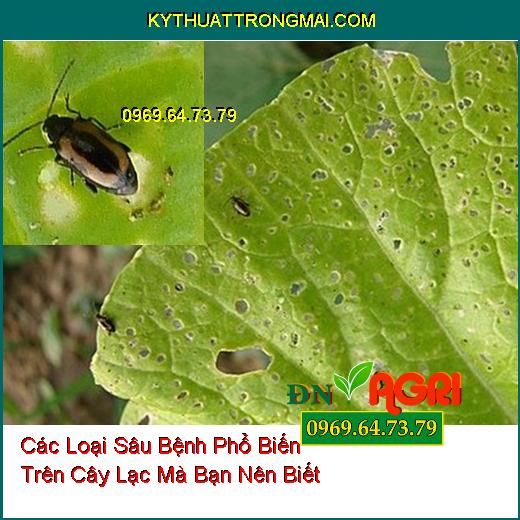 Các Loại Sâu Bệnh Phổ Biến Trên Cây Lạc Mà Bạn Nên Biết