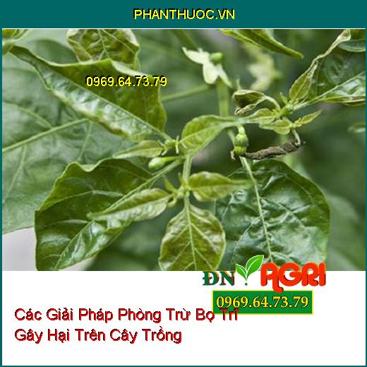 Các Giải Pháp Phòng Trừ Bọ Trĩ Gây Hại Trên Cây Trồng