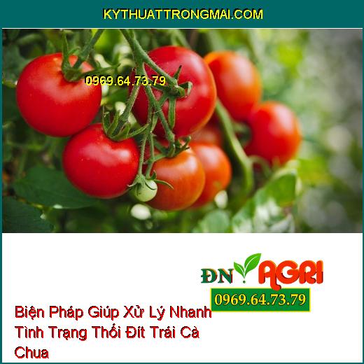 Biện Pháp Giúp Xử Lý Nhanh Tình Trạng Thối Đít Trái Cà Chua