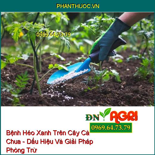 Bệnh Héo Xanh Trên Cây Cà Chua - Dấu Hiệu Và Giải Pháp Phòng Trừ