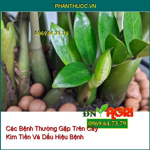 Các Bệnh Thường Gặp Trên Cây Kim Tiền Và Dấu Hiệu Bệnh