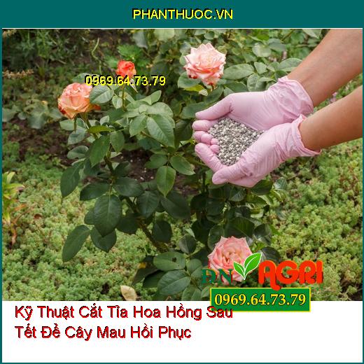 Kỹ Thuật Cắt Tỉa Hoa Hồng Sau Tết Để Cây Mau Hồi Phục