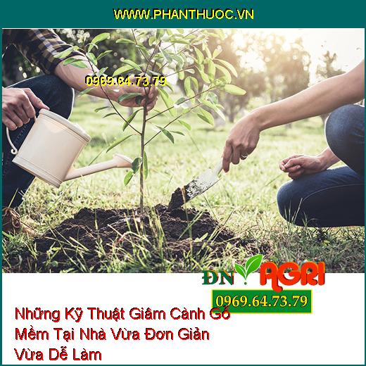 Những Kỹ Thuật Giâm Cành Gỗ Mềm Tại Nhà Vừa Đơn Giản Vừa Dễ Làm