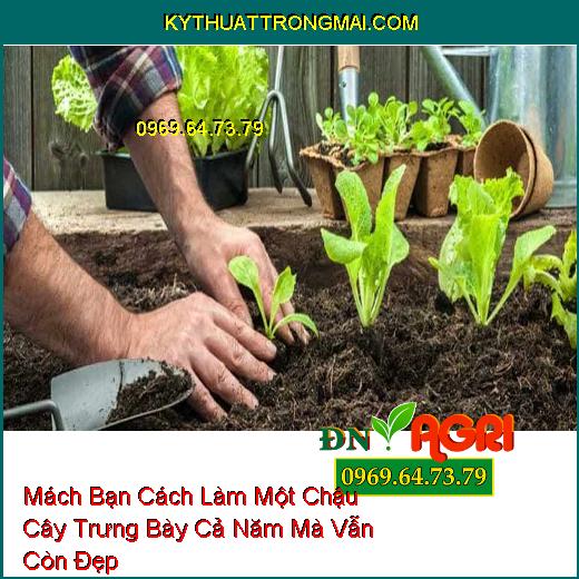 Mách Bạn Cách Làm Một Chậu Cây Trưng Bày Cả Năm Mà Vẫn Còn Đẹp