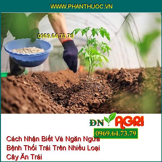 Cách Nhận Biết Và Ngăn Ngừa Bệnh Thối Trái Trên Nhiều Loại Cây Ăn Trái